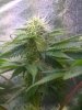 Flower day 28.jpg