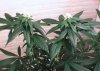 dark n green top 004.jpg