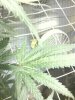 IMG_20121211_174648.jpg