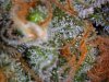pic0019-clean.jpg
