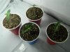 NewSeedlings1.jpg