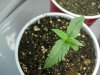 NewSeedlings2.jpg