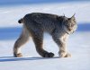 fdd lynx.jpg fdd lynx.jpg