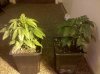 IMG_20130115_082822.jpg