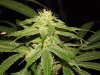 chernobyl week 3 , (8).jpg