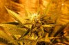 day24flowering,sativa+.jpg