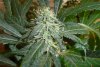 day_30_flowering.jpg