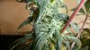 day_30_flowering1.jpg