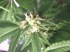 Short Plant - Cola A - 130 Days Total - 1mo Flower.jpg
