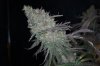 DSC01879.jpg