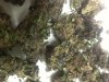purple voodoo2.jpg