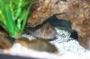 Fish n stuff 011.jpg
