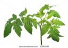 stock-photo-leaves-of-tomato-plant-isolated-on-white-12085288.jpg