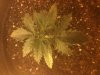 plant prob 1.jpg