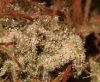 Trichs.jpg