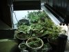 1-19-13 veg 2.jpg