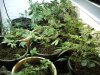 1-19-13 veg 4.jpg