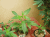 P1010028.gif P1010028.gif