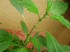 P1010030.gif