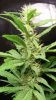 gdpxltc99-1-021.jpg