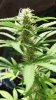 gdpxltc99-3-026.jpg