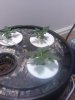 IMG_20130120_160824.jpg