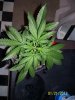 1st BUBBA KUSH PICS 005.jpg