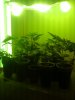IMG_20121124_034821.jpg