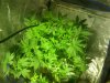 IMG_20121208_001645.jpg