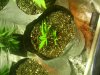 IMG_20121210_020656.jpg