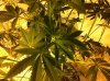 flowering 002.jpg
