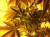 flowering 003.jpg