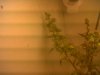 IMG00228-20130121-1830.jpg