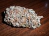 MauiSkunkBud.jpg