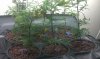 MMJ 1.22.13.jpg