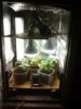 grow1.jpg