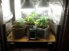 grow2.jpg