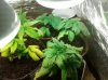 grow3.jpg