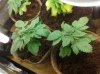 grow4.jpg