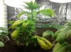 grow5.jpg