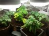grow6.jpg