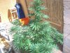 100_0339.jpg