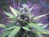 kush 001.jpg