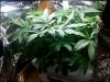 weed1.jpeg