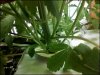 weed2.jpeg