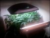 weed3.jpeg
