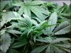 weed4.jpeg
