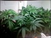 weed5.jpeg