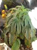 DSC02523.jpg