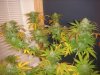 DSC04345.jpg